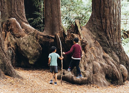 Children exploring trees at forest school.